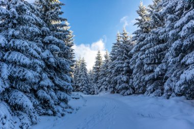 Oberschnau yakınlarındaki Thuringian Ormanı 'nın tepelerinde güzel bir kış manzarası.