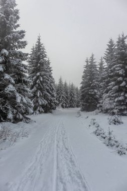 Oberschnau yakınlarındaki Thuringian Ormanı 'nın tepelerinde güzel bir kış manzarası.