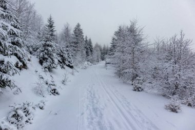 Oberschnau yakınlarındaki Thuringian Ormanı 'nın tepelerinde güzel bir kış manzarası.