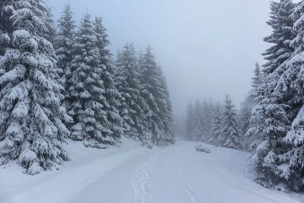 Прекрасний Зимовий Пейзаж Верхів Тюрингського Лісу Поблизу Обершнау Тюрингії — стокове фото