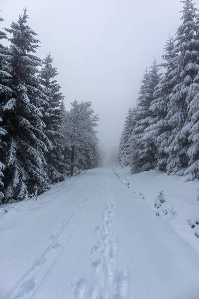 Schöne Winterlandschaft Auf Den Höhen Des Thüringer Waldes Bei Oberschnau — Stockfoto