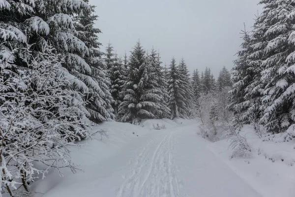 Oberschnau Yakınlarındaki Thuringian Ormanı Nın Tepelerinde Güzel Bir Kış Manzarası — Stok fotoğraf