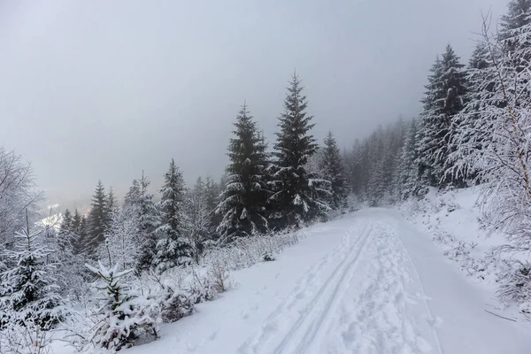 Прекрасний Зимовий Пейзаж Верхів Тюрингського Лісу Поблизу Обершнау Тюрингії — стокове фото