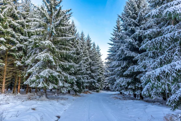 Primeiro Passeio Inverno Longo Rennsteig Pôr Sol Mais Bonito Alemanha — Fotografia de Stock