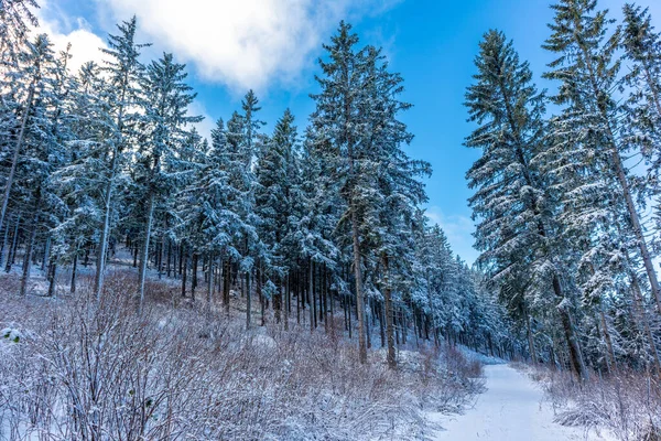 Winter Walk Winter Wonderland Thuringian Forest Steinbach Hallenberg Germany — Stockfoto