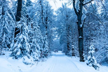 Beautiful winter hike to the mountain lake on the Rennsteig near Floh-Seligenthal - Germany