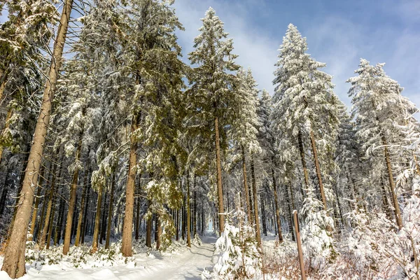 Eine Weitere Winterwanderung Entlang Des Rennsteigs Schönsten Winterwunderland Deutschlands — Stockfoto
