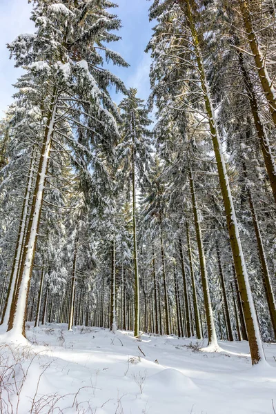 Eine Weitere Winterwanderung Entlang Des Rennsteigs Schönsten Winterwunderland Deutschlands — Stockfoto