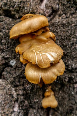 Teufelsmauer boyunca soğuk bir kış gününde güzel Harz Dağları 'nı keşfetmek Saksonya-Anhalt