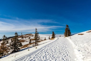 Feldberg 'in Kara Orman' daki keşif turu - Baden-Wrttemberg - Almanya