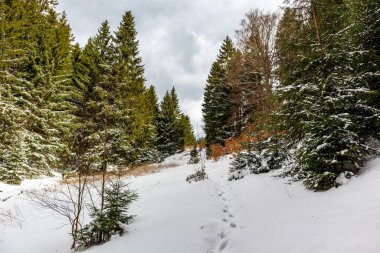 Steinbach-Hallenberg yakınlarındaki Thuringian Ormanı 'ndaki dağ kurtarma kulübesine yürüyün.