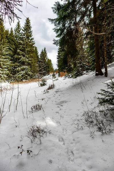 Caminata Cabaña Rescate Montaña Bosque Turingia Cerca Steinbach Hallenberg Alemania — Foto de Stock