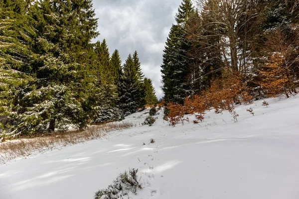 Steinbach-Hallenberg yakınlarındaki Thuringian Ormanı 'ndaki dağ kurtarma kulübesine yürüyün.