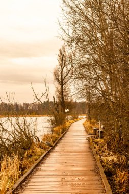 Schwenninger Moos 'a giderken ve doğal güzelliği Baden Almanya' da