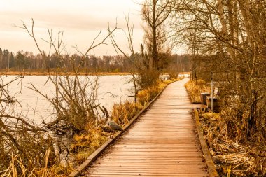 Schwenninger Moos 'a giderken ve doğal güzelliği Baden Almanya' da