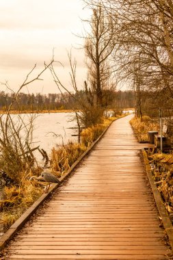 Schwenninger Moos 'a giderken ve doğal güzelliği Baden Almanya' da