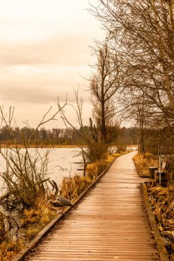 Schwenninger Moos 'a giderken ve doğal güzelliği Baden Almanya' da