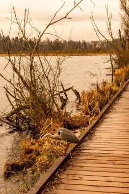 Schwenninger Moos 'a giderken ve doğal güzelliği Baden Almanya' da