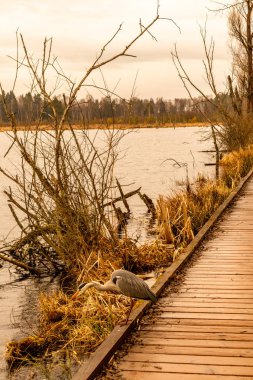 Schwenninger Moos 'a giderken ve doğal güzelliği Baden Almanya' da