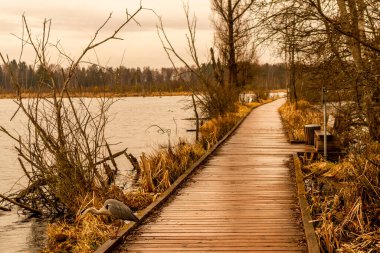 Schwenninger Moos 'a giderken ve doğal güzelliği Baden Almanya' da