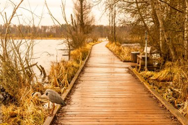 Schwenninger Moos 'a giderken ve doğal güzelliği Baden Almanya' da