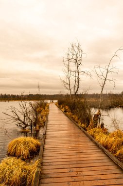 Schwenninger Moos 'a giderken ve doğal güzelliği Baden Almanya' da