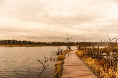 Schwenninger Moos 'a giderken ve doğal güzelliği Baden Almanya' da