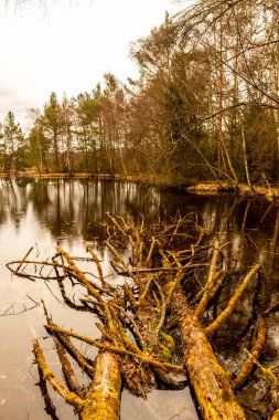 Schwenninger Moos 'a giderken ve doğal güzelliği Baden Almanya' da