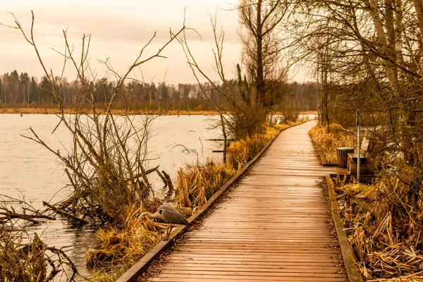 Schwenninger Moos 'a giderken ve doğal güzelliği Baden Almanya' da