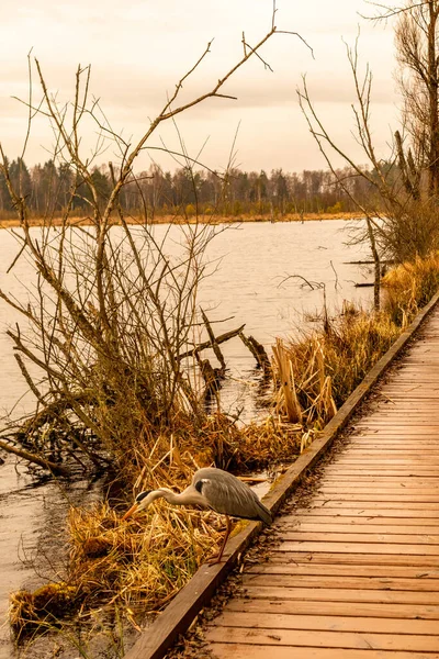 Schwenninger Moos 'a giderken ve doğal güzelliği Baden Almanya' da