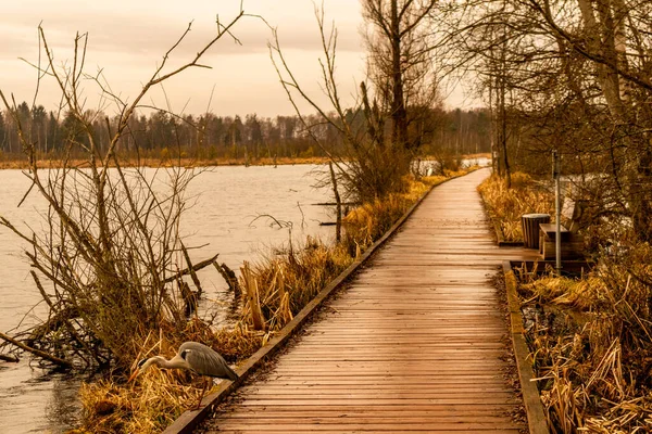 Schwenninger Moos 'a giderken ve doğal güzelliği Baden Almanya' da