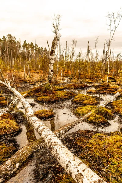 Drodze Schwenninger Moos Jego Naturalne Piękno Baden Wrttemberg Niemcy — Zdjęcie stockowe