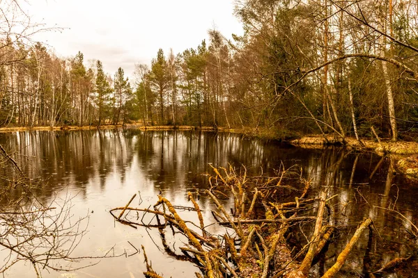 Schwenninger Moos 'a giderken ve doğal güzelliği Baden Almanya' da