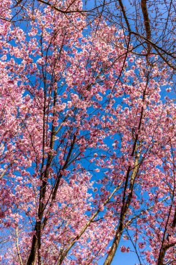 Uzak Doğu 'ya yapılan keşif yolculuğu Kötü Langensalza' nın Japon Bahçesi - Thüringen - Almanya