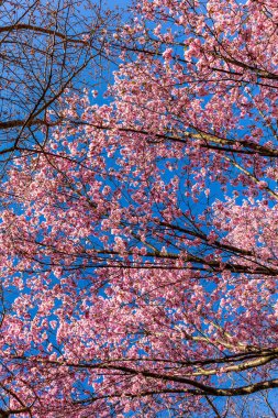 Uzak Doğu 'ya yapılan keşif yolculuğu Kötü Langensalza' nın Japon Bahçesi - Thüringen - Almanya