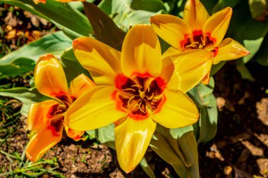 Uzak Doğu 'ya yapılan keşif yolculuğu Kötü Langensalza' nın Japon Bahçesi - Thüringen - Almanya