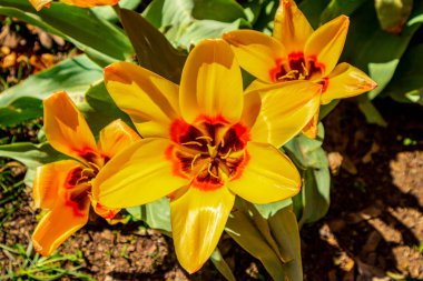 Uzak Doğu 'ya yapılan keşif yolculuğu Kötü Langensalza' nın Japon Bahçesi - Thüringen - Almanya