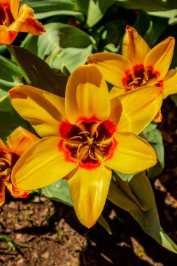 Uzak Doğu 'ya yapılan keşif yolculuğu Kötü Langensalza' nın Japon Bahçesi - Thüringen - Almanya