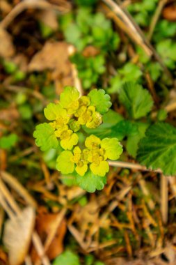 Erle Kapısı 'ndan baraja yürüyün - Thüringen - Almanya