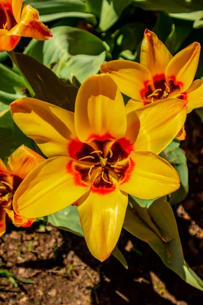 Uzak Doğu 'ya yapılan keşif yolculuğu Kötü Langensalza' nın Japon Bahçesi - Thüringen - Almanya