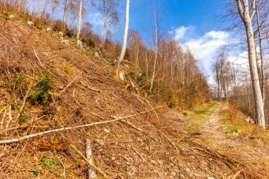Thüringen Ormanı 'ndan geçen bahar yürüyüşü Floh-Seligenthal - Thüringen - Almanya