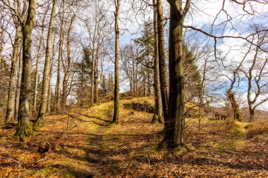 Thüringen Ormanı 'ndan geçen bahar yürüyüşü Floh-Seligenthal - Thüringen - Almanya