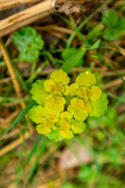 Thüringen Ormanı 'ndan geçen bahar yürüyüşü Floh-Seligenthal - Thüringen - Almanya