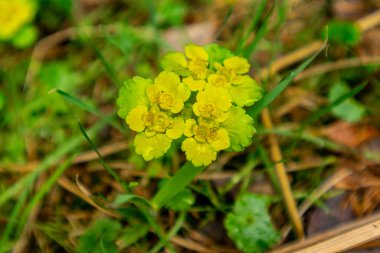 Thüringen Ormanı 'ndan geçen bahar yürüyüşü Floh-Seligenthal - Thüringen - Almanya