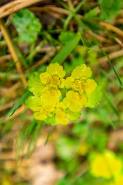 Thüringen Ormanı 'ndan geçen bahar yürüyüşü Floh-Seligenthal - Thüringen - Almanya