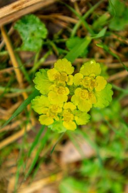Thüringen Ormanı 'ndan geçen bahar yürüyüşü Floh-Seligenthal - Thüringen - Almanya