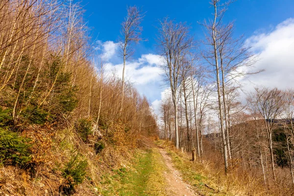 Thüringen Ormanı 'ndan geçen bahar yürüyüşü Floh-Seligenthal - Thüringen - Almanya