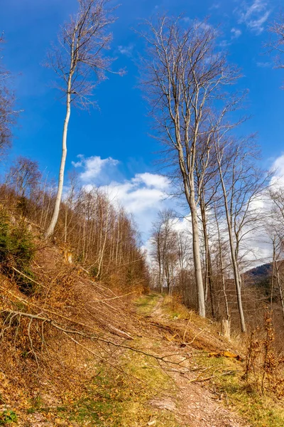 Thüringen Ormanı 'ndan geçen bahar yürüyüşü Floh-Seligenthal - Thüringen - Almanya