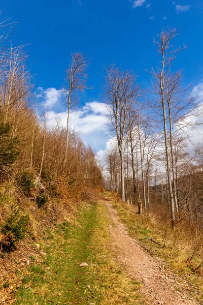Thüringen Ormanı Ndan Geçen Bahar Yürüyüşü Floh Seligenthal Thüringen Almanya — Stok fotoğraf