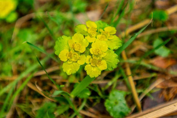 Thüringen Ormanı 'ndan geçen bahar yürüyüşü Floh-Seligenthal - Thüringen - Almanya